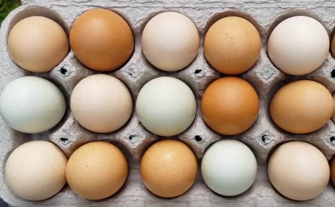 買雞蛋時，白殼雞蛋和紅殼雞蛋哪個好？看完漲知識
