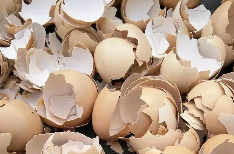 鸡蛋吃完壳别扔了，放水里泡一泡太聪明了，一年帮家里省下好几百